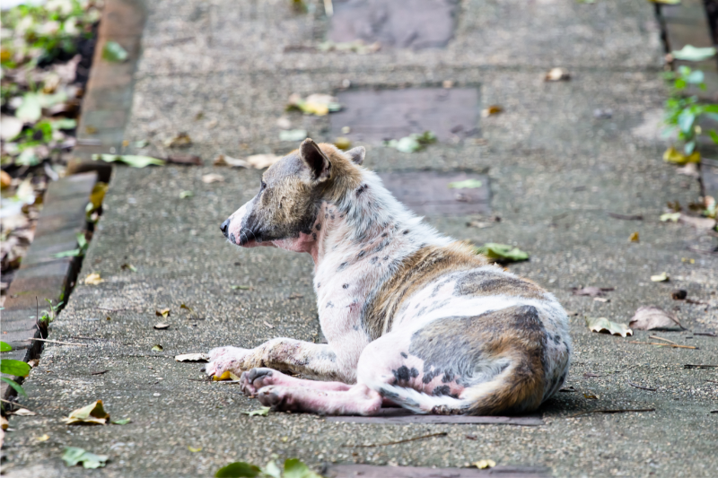 Canine with mange on a street