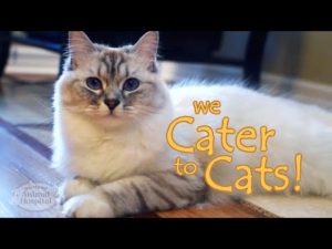 Cater to Cats!