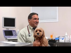 Dr. Scribano Video