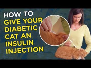 The easy way to give your diabetic cat insulin