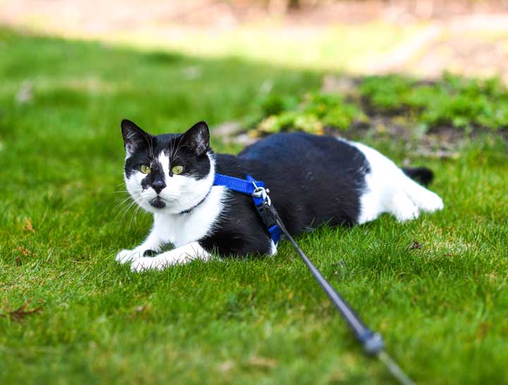 cat walking on leash