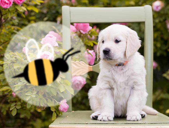 Bee Stings: When Your Pet Gets Stung