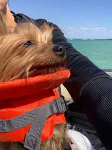 Our dog boating safely in a life jacket