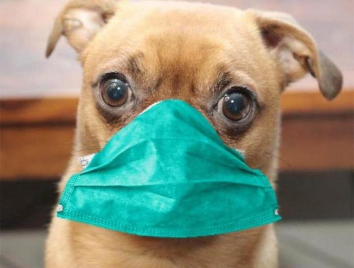 Canine Respiratory Infection