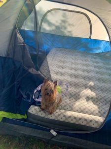 Dog having fun camping