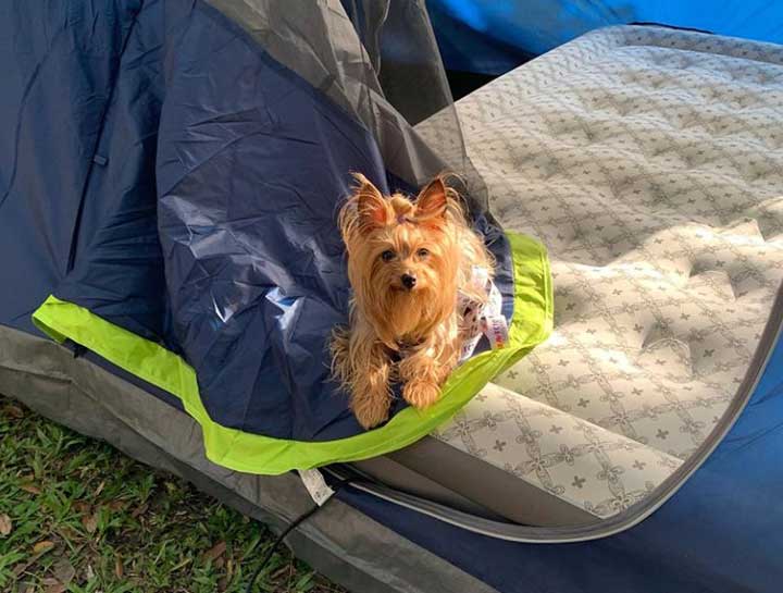 how do i take my dog camping