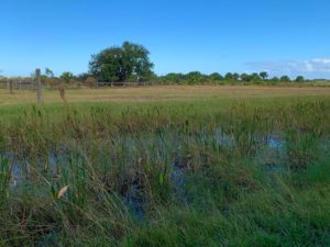 Wet prairie