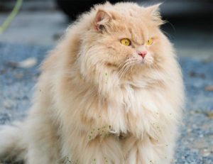 Long haired cat