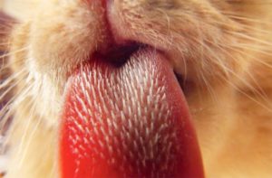 Cat tongue