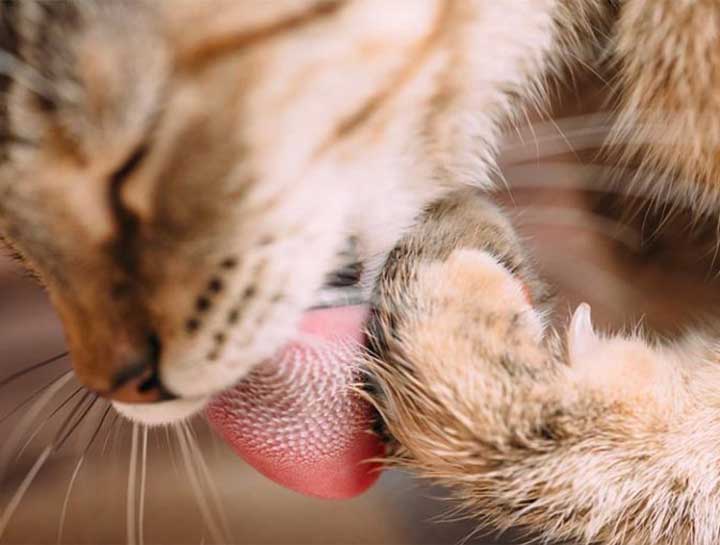 Cat Facts: Tongue and Whiskers