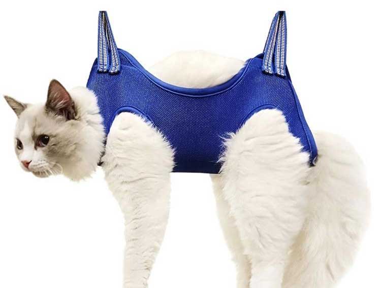 Cat in a sling