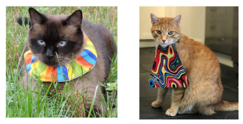 Cats with anti-predation collars