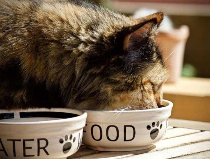 Cheap Pet Food - Is it Worth the Cost?