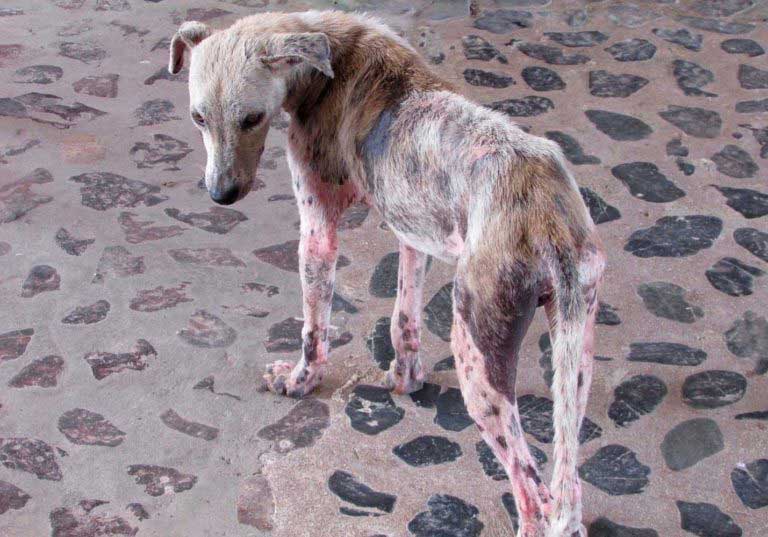 A malnourished dog with mange