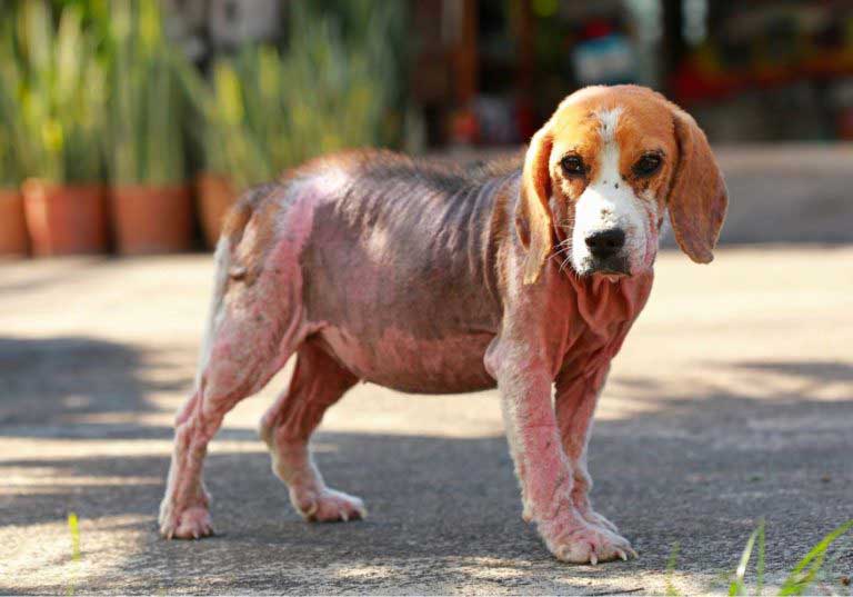 A Beagle with dog mange