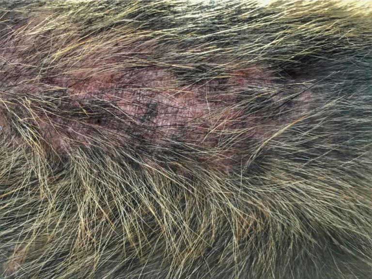 Red, bald area on a dog's skin
