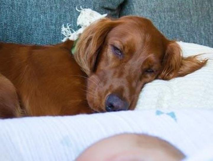 Expecting a Baby? Preparing and Introducing Your Dog to Your Newborn