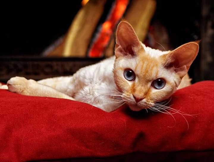 How to Keep Your Pet from Burning Down the House and Safe in Case of a Fire
