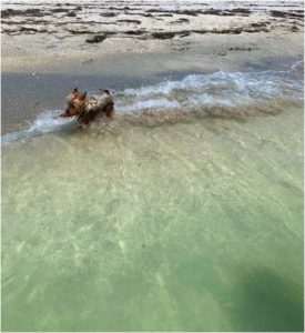 Dog wading in the ocean