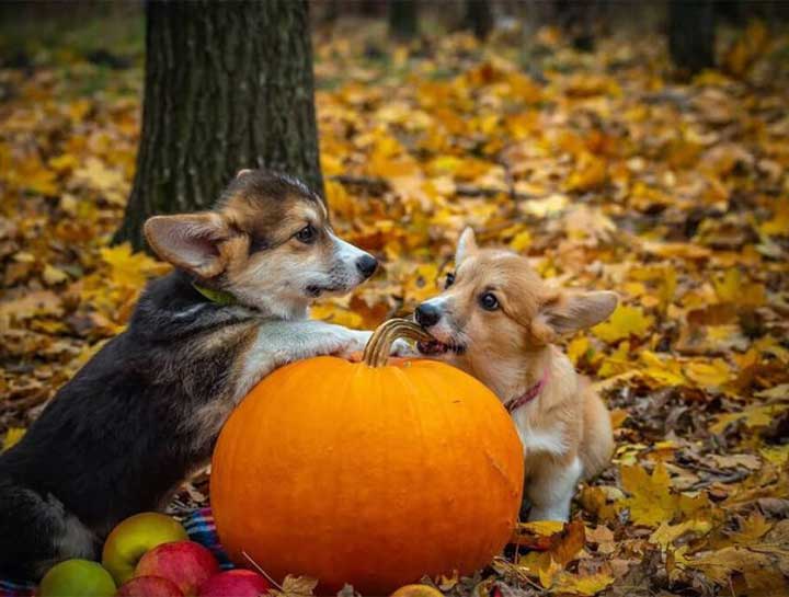 Pets and Halloween – How to Play it Safe
