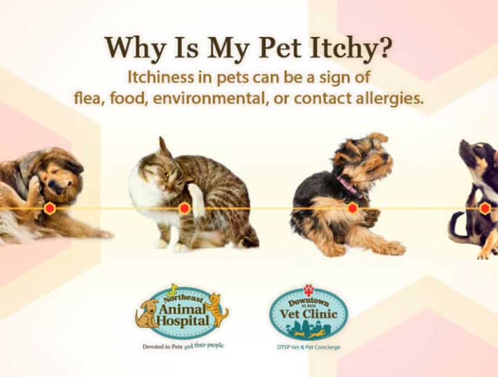 Why is My Pet Itchy?