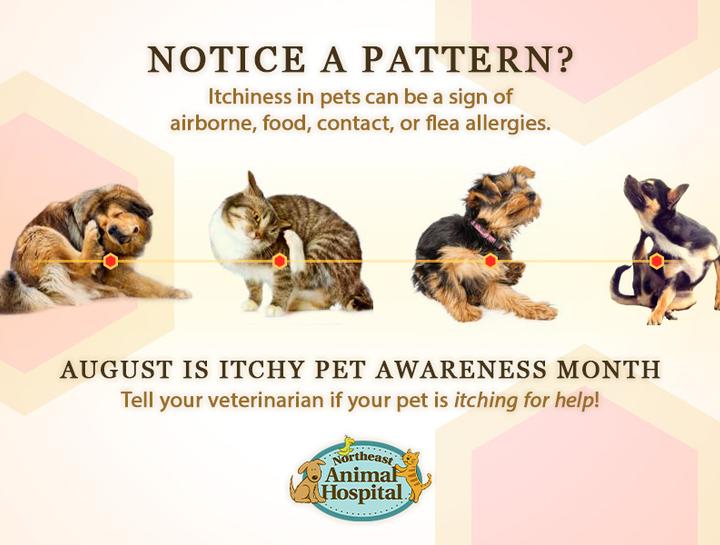 Why is My Pet Itchy?