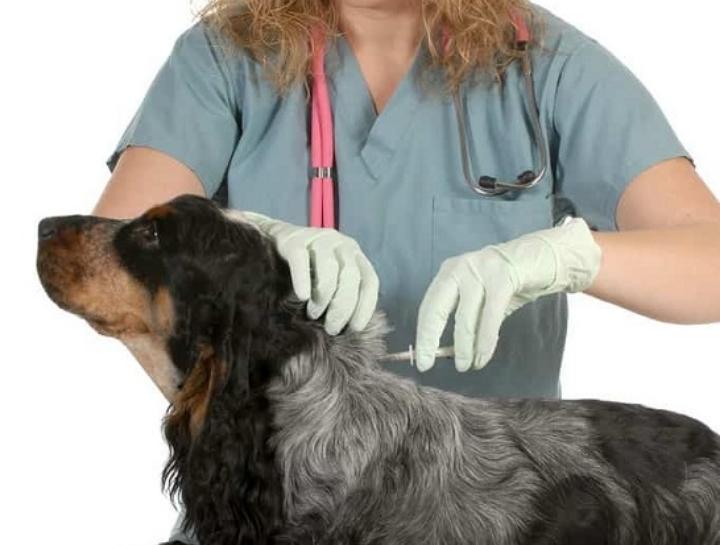 FAQs About Pet Microchipping for Dogs and Cats