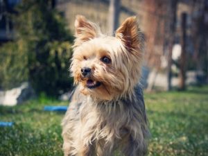 Yorkie in the yard