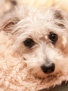 Mutt laying on a rug