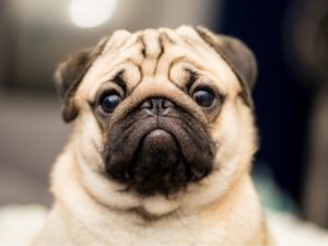 Purebred pug