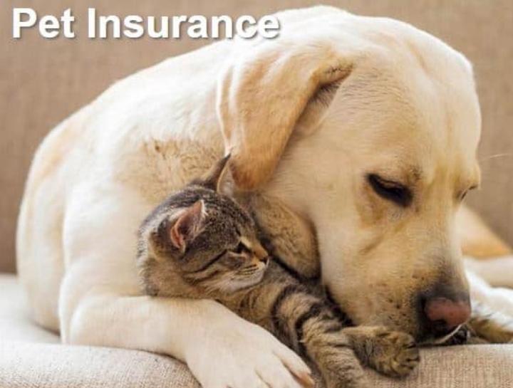 Pet Health Insurance by Trupanion