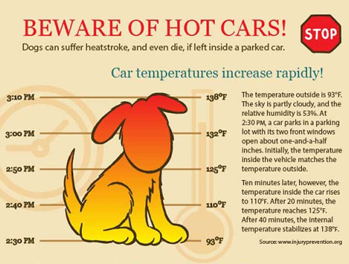 Beware the Danger of Leaving Pets in a Hot Car