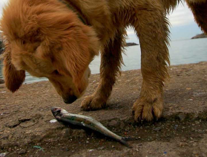 what happens if a dog eats a dead fish