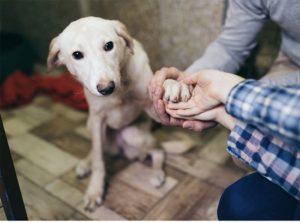 Dog offering its paw