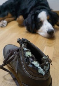 Dog chewed a shoe