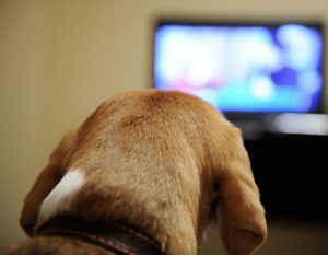 Dog watching TV