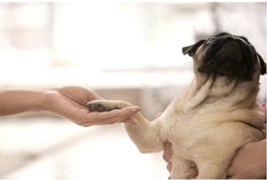 Pug shaking hands