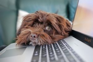 Dog laptop
