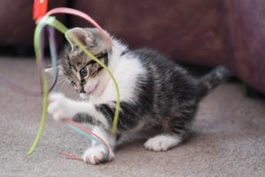 Kitten playing