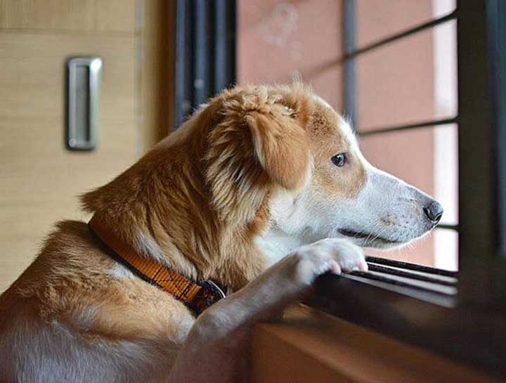 How to Clean Your Dog’s Ears