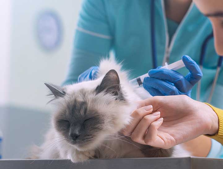 Angry Cat at the Vet Fractious Cat Restraint