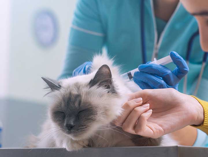 Angry Cat at the Vet  Fractious Cat Restraint 