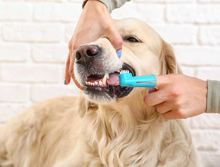 Pet Dental Health – Frequently Asked Questions