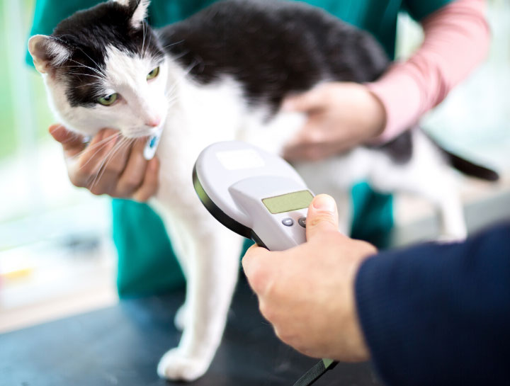 Why Microchip Your Pet? It Could Save Your Pet’s Life!