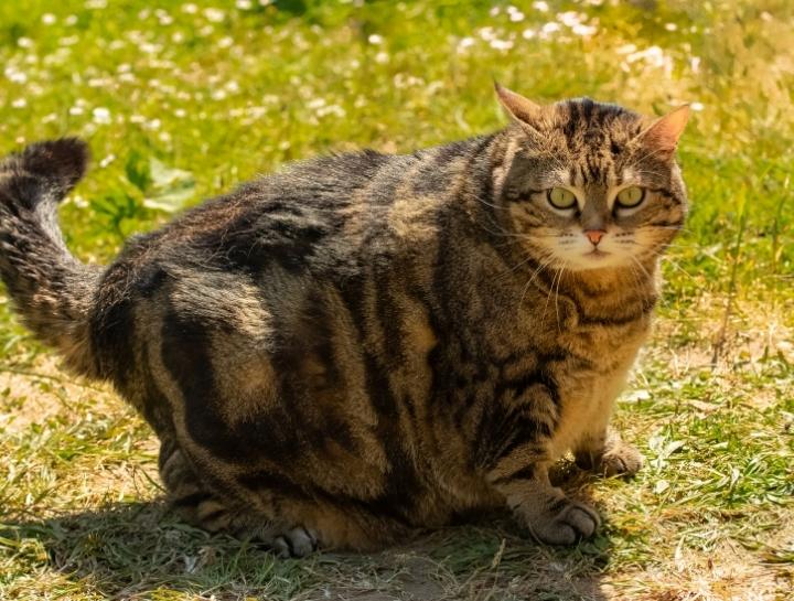 Pet Obesity…Fat or Fluffy?