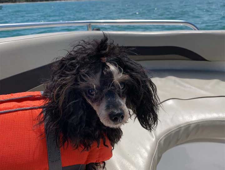 Traveling With Your Dog: Boating