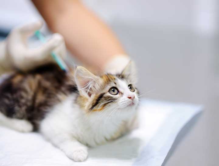 Why Vaccines Are Important – Cat Edition