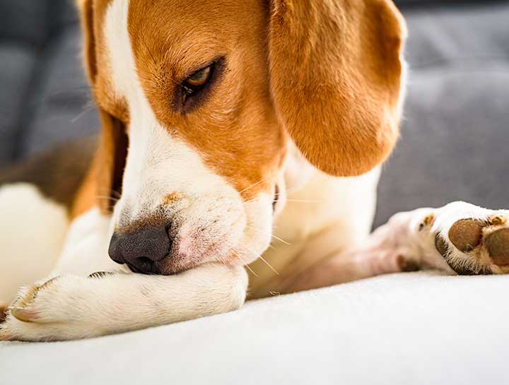 Pet Skin Allergies: scabs