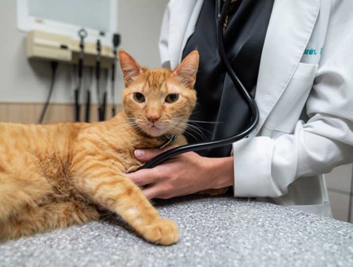 Cat Wellness Exams at Northeast Animal Hospital