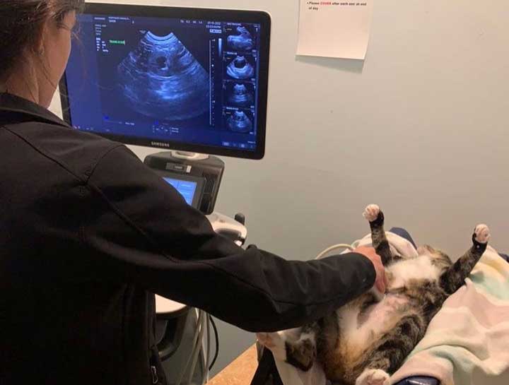 Veterinary Ultrasounds in $city